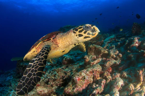 Óriásteknős Természetes Óceáni Élőhelyen — Stock Fotó
