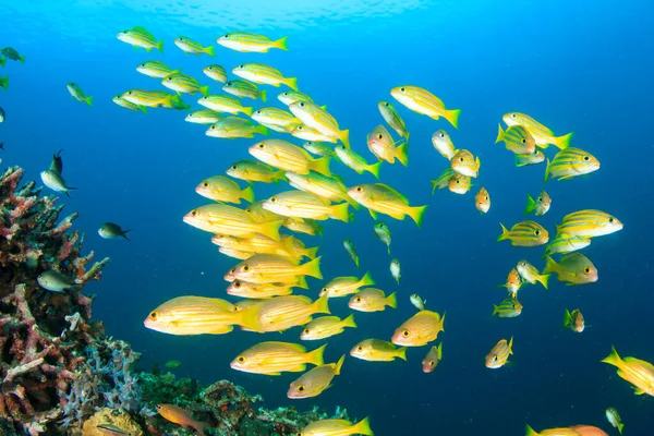 Zeebewoners Met Onderwater Scene Diepblauwe Oceaan — Stockfoto