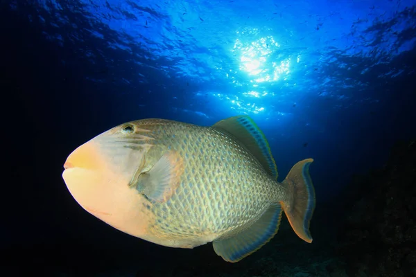 Peixes Marinhos Enormes Profundidade Oceano Imagens De Bancos De Imagens