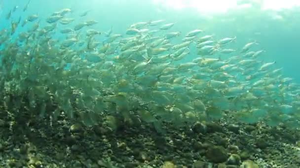 Habitantes Marinos Con Escena Submarina Océano Azul Profundo — Vídeo de stock