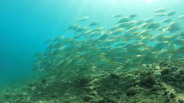 Habitantes Marinos Con Escena Submarina Océano Azul Profundo — Vídeo de stock