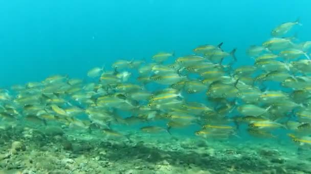 Locuitorii Marini Scena Subacvatică Adâncul Oceanului Albastru — Videoclip de stoc