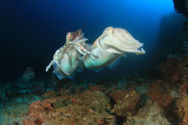 Firavun Mürekkep Balığı çiftleşmesi