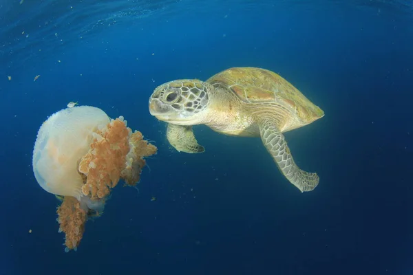 Giant turtle in natural ocean habitat