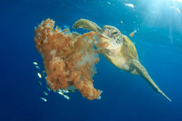 Kjempeskilpadde Naturlig Havmiljø – stockfoto