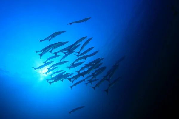 Морские Обитатели Подводной Сценой Глубоком Голубом Океане — стоковое фото