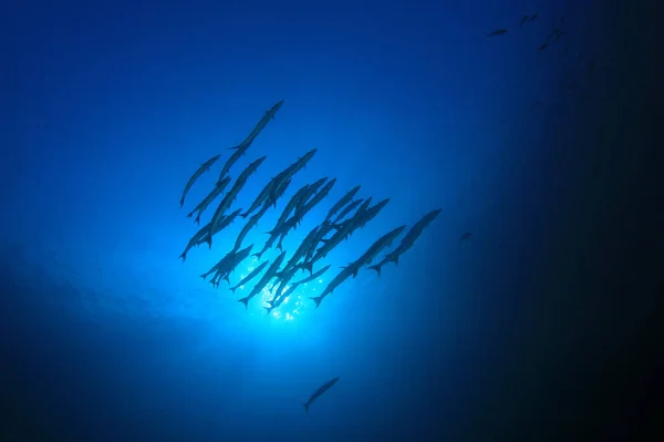 Habitantes Marinhos Com Cena Subaquática Oceano Azul Profundo — Fotografia de Stock