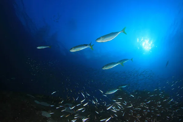 marine inhabitants with underwater scene in deep blue ocean