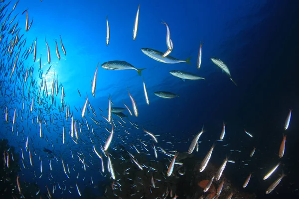Zeebewoners Met Onderwater Scene Diepblauwe Oceaan — Stockfoto