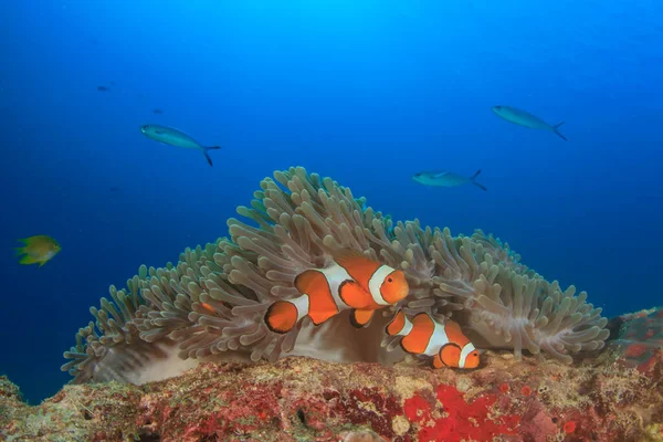 深海の海底に住む海洋生物は — ストック写真