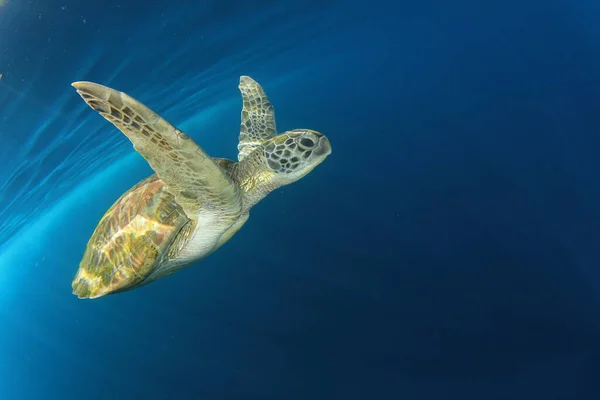 Reuzenschildpad Natuurlijke Oceaanhabitat — Stockfoto