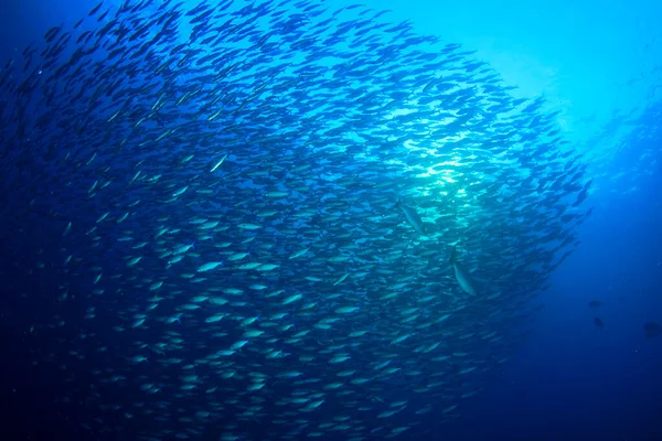 Habitants Marins Avec Scène Sous Marine Dans Océan Bleu Profond — Photo