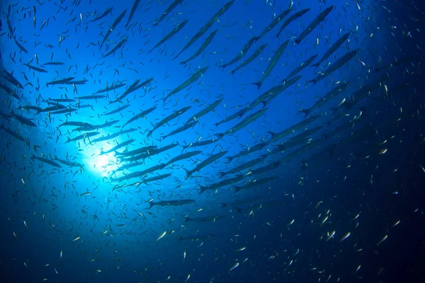 Habitantes Marinhos Com Cena Subaquática Oceano Azul Profundo — Fotografia de Stock