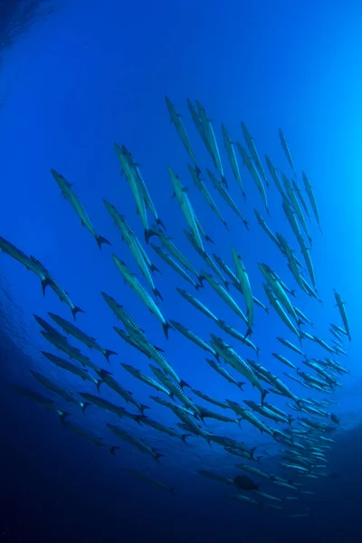 Habitantes Marinos Con Escena Submarina Océano Azul Profundo — Foto de Stock