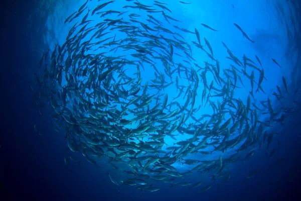 Habitantes Marinos Con Escena Submarina Océano Azul Profundo — Foto de Stock