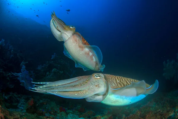 Faarao Cuttlefish Pari Pariutumisen — kuvapankkivalokuva