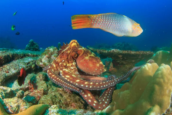 Octopus ในความล กของมหาสม — ภาพถ่ายสต็อก