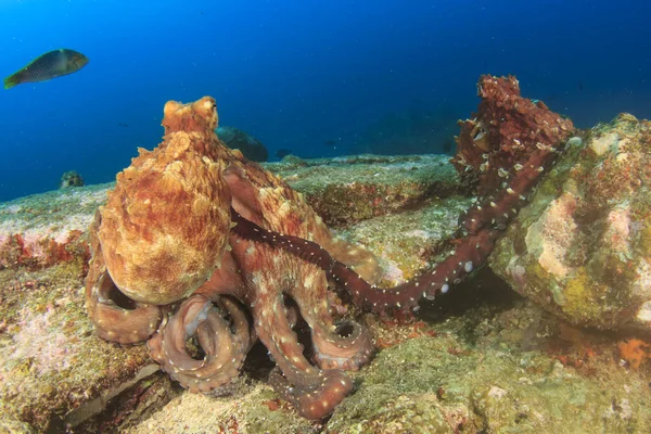 Octopus in the depth of the ocean