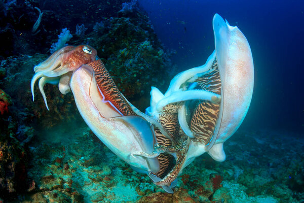 Pharaoh Cuttlefish Pair Mating Stock Photo