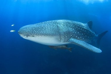Köpekbalığı okyanusun altında yüzüyor.
