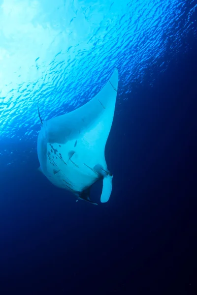 Gros Plan Des Poissons Raies Dans Lumière Bleue Mer — Photo