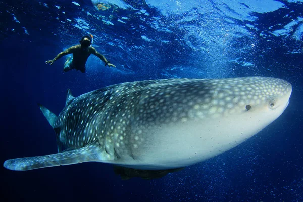 Gran Ballena Blanca Buceador Océano — Foto de Stock