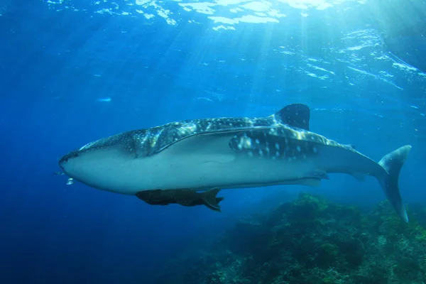 Tiburón Nadando Bajo Agua Océano —  Fotos de Stock