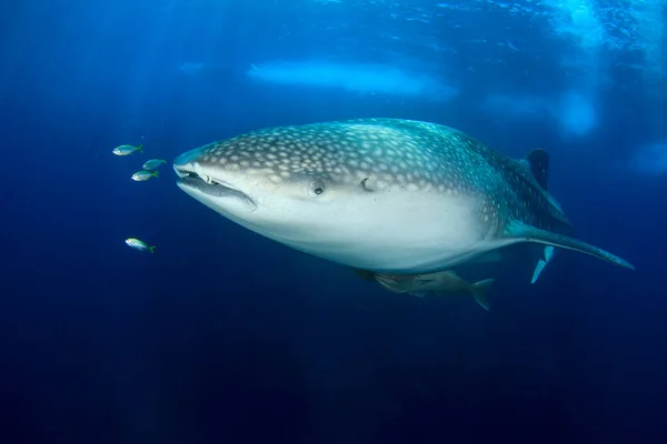 Tiburón Nadando Bajo Agua Océano — Foto de Stock
