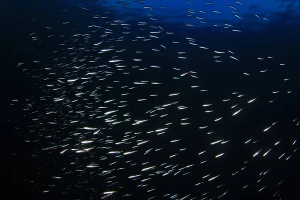 Морські Мешканці Підводною Сценою Глибокому Блакитному Океані — стокове фото