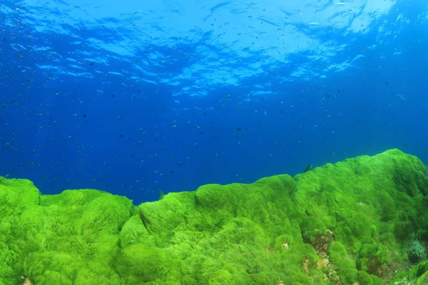 Paisaje Marino Con Mundo Submarino —  Fotos de Stock