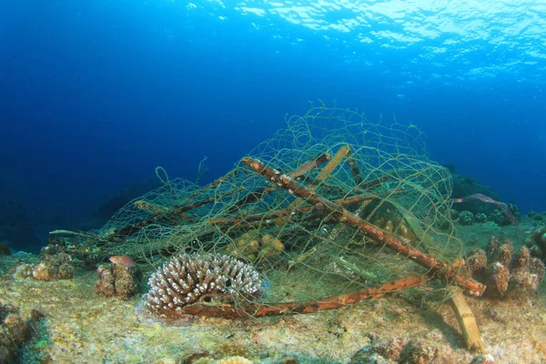 Koralliin Tarttunut Haamuverkko — kuvapankkivalokuva