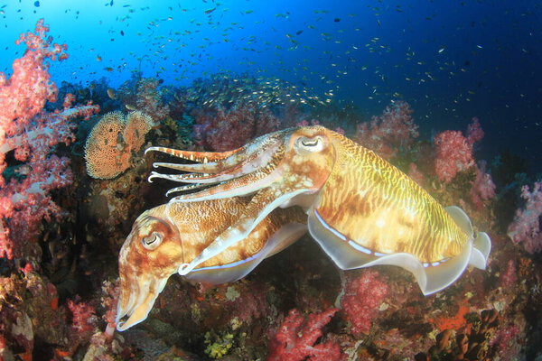 Pharaoh Cuttlefish Pair Mating Stock Image