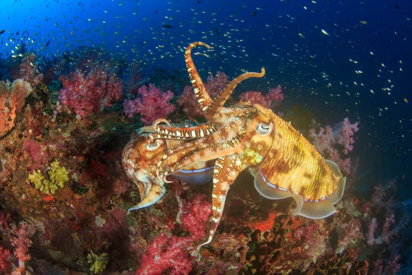 Pharaoh Cuttlefish Pair Mating Stock Picture