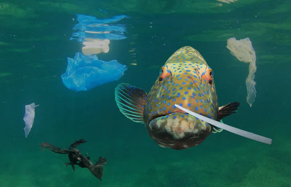 Muovijätettä Meressä Iso Kala Ympäristöongelman Käsite — kuvapankkivalokuva