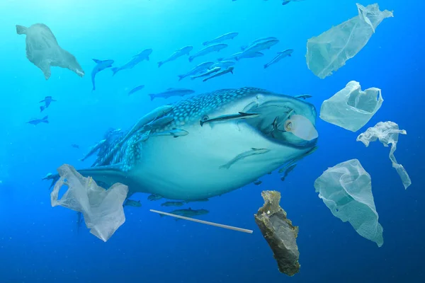 Poluição Oceânica Plástica Filtro Tubarão Baleia Alimenta Oceano Poluído Ingerindo — Fotografia de Stock