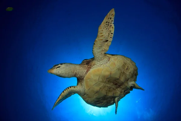 Tortue Géante Dans Habitat Naturel Océan — Photo