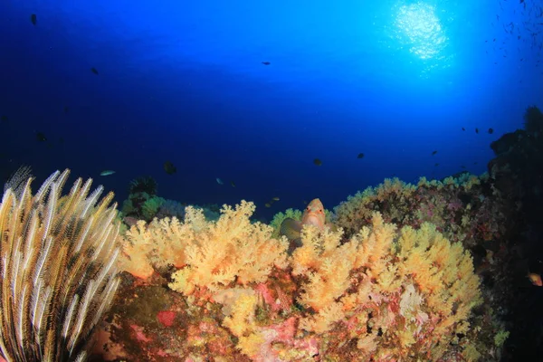 Derin Mavi Okyanusta Sualtı Manzaralı Deniz Sakinleri — Stok fotoğraf