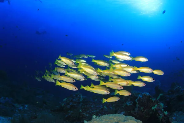 Морские Обитатели Подводной Сценой Глубоком Голубом Океане — стоковое фото