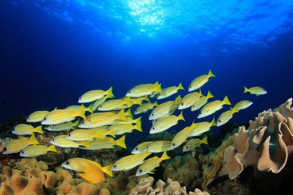 Zeebewoners Met Onderwater Scene Diepblauwe Oceaan — Stockfoto