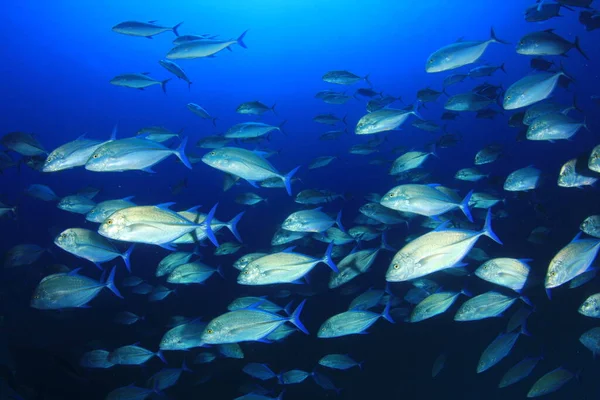 Meeresbewohner Mit Unterwasserszene Tiefblauen Ozean — Stockfoto