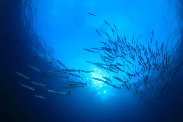 Habitants Marins Avec Scène Sous Marine Dans Océan Bleu Profond — Photo