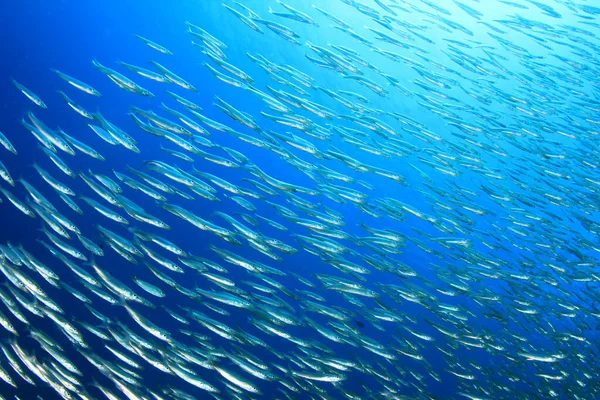 Habitantes Marinhos Com Cena Subaquática Oceano Azul Profundo — Fotografia de Stock