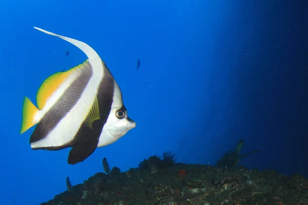 Habitantes Marinos Con Escena Submarina Océano Azul Profundo — Foto de Stock