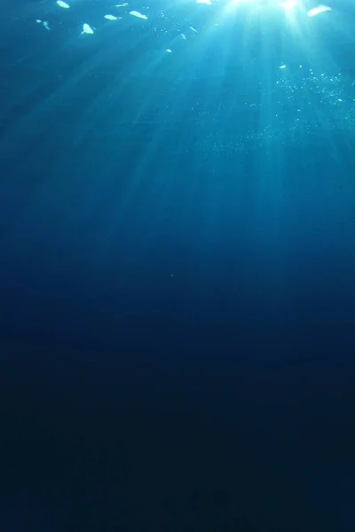 Vakkert Undervannslandskap Havet stockfoto