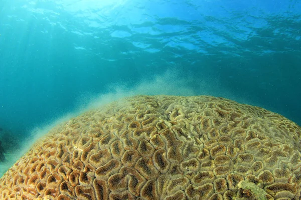 Merikorallin Kuteminen Veden Alla — kuvapankkivalokuva