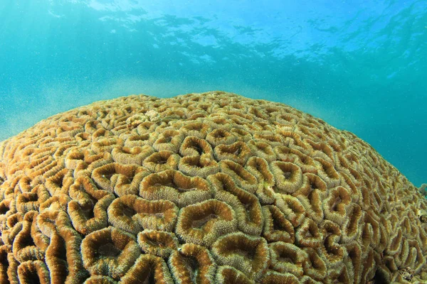 Merikorallin Kuteminen Veden Alla — kuvapankkivalokuva