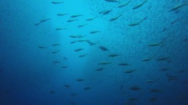 Derin mavi okyanusta sualtı manzaralı deniz sakinleri