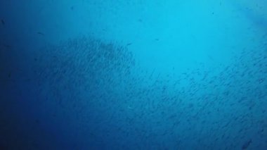 Derin mavi okyanusta sualtı manzaralı deniz sakinleri