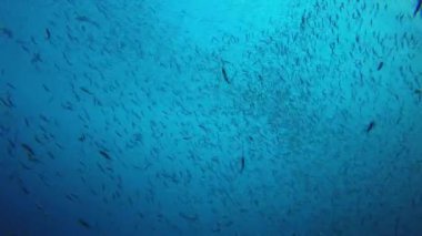 Derin mavi okyanusta sualtı manzaralı deniz sakinleri