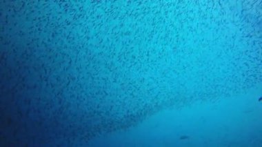 Derin mavi okyanusta sualtı manzaralı deniz sakinleri